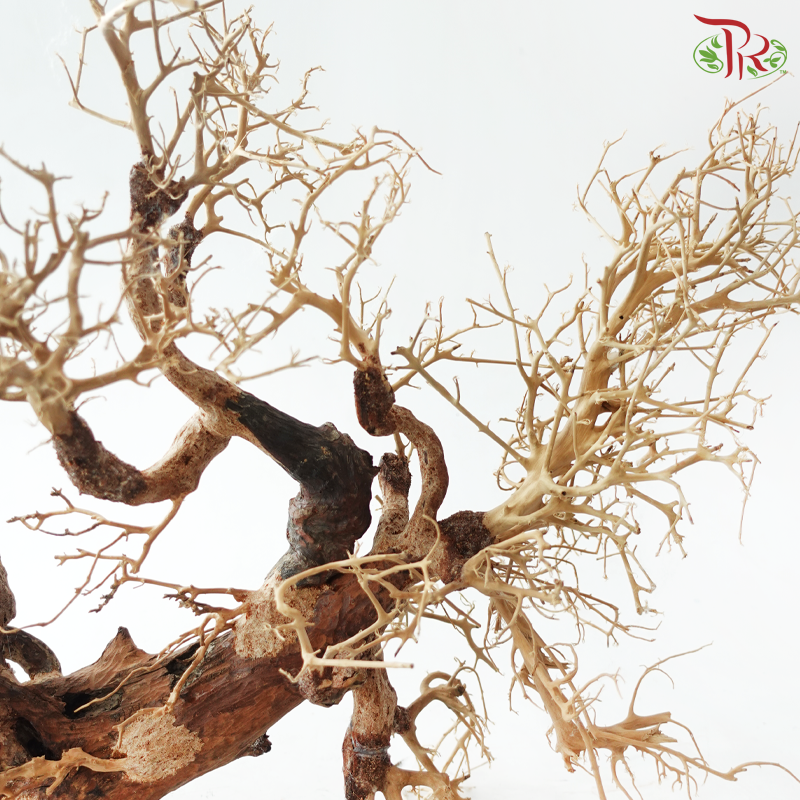 Dracaena Fragrans《巴西木》(Per Piece) - D50