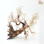 Dracaena Fragrans《巴西木》(Per Piece) - D50