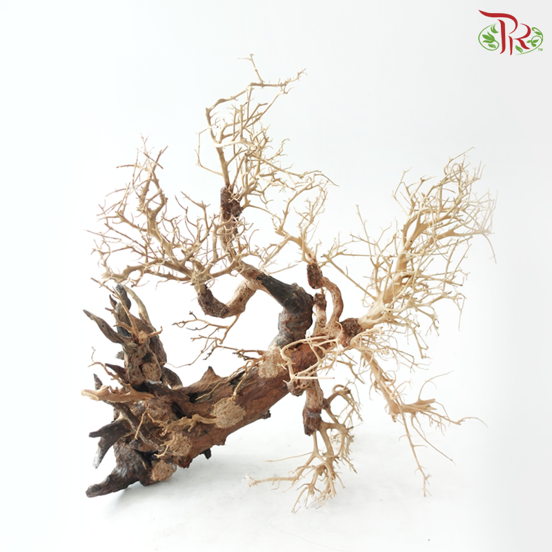 Dracaena Fragrans《巴西木》(Per Piece) - D50