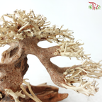 Dracaena Fragrans《巴西木》(Per Piece) - D20