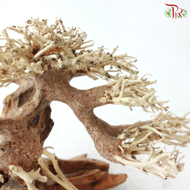 Dracaena Fragrans《巴西木》(Per Piece) - D20