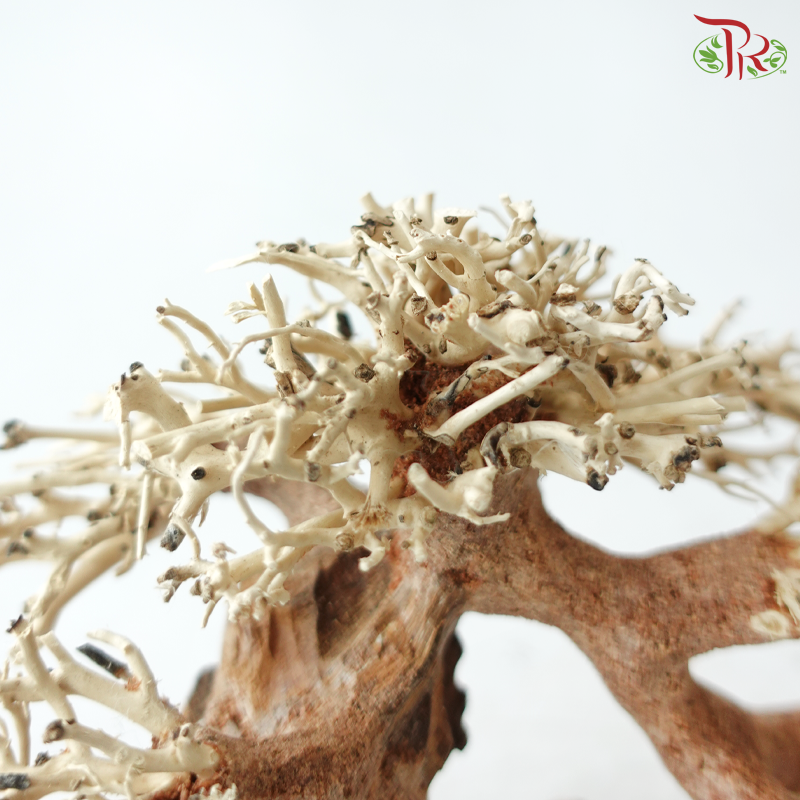 Dracaena Fragrans《巴西木》(Per Piece) - D20