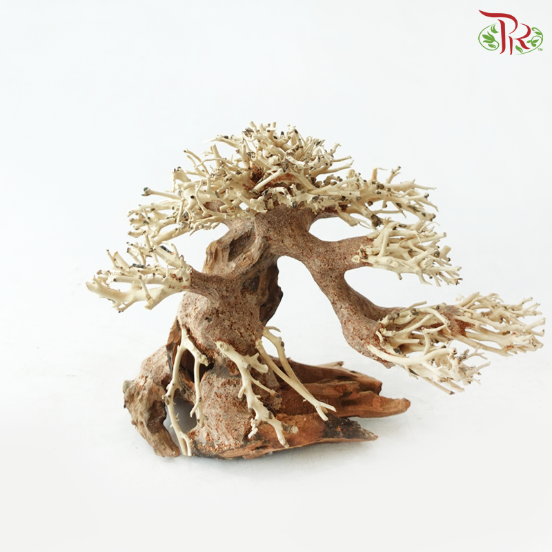 Dracaena Fragrans《巴西木》(Per Piece) - D20