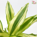 Dracaena Gold Coast (35cm)《铁树》