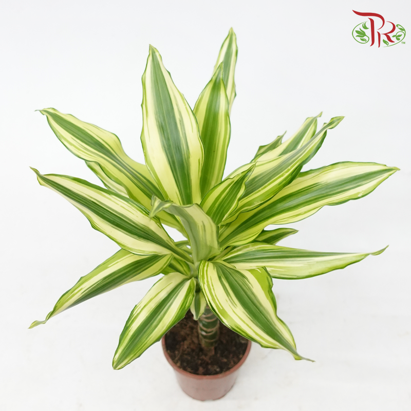 Dracaena Gold Coast (35cm)《铁树》