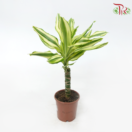 Dracaena Gold Coast (35cm)《铁树》