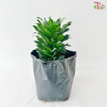 Dracaena Janet Craig (Polybag)《密叶龙血树》