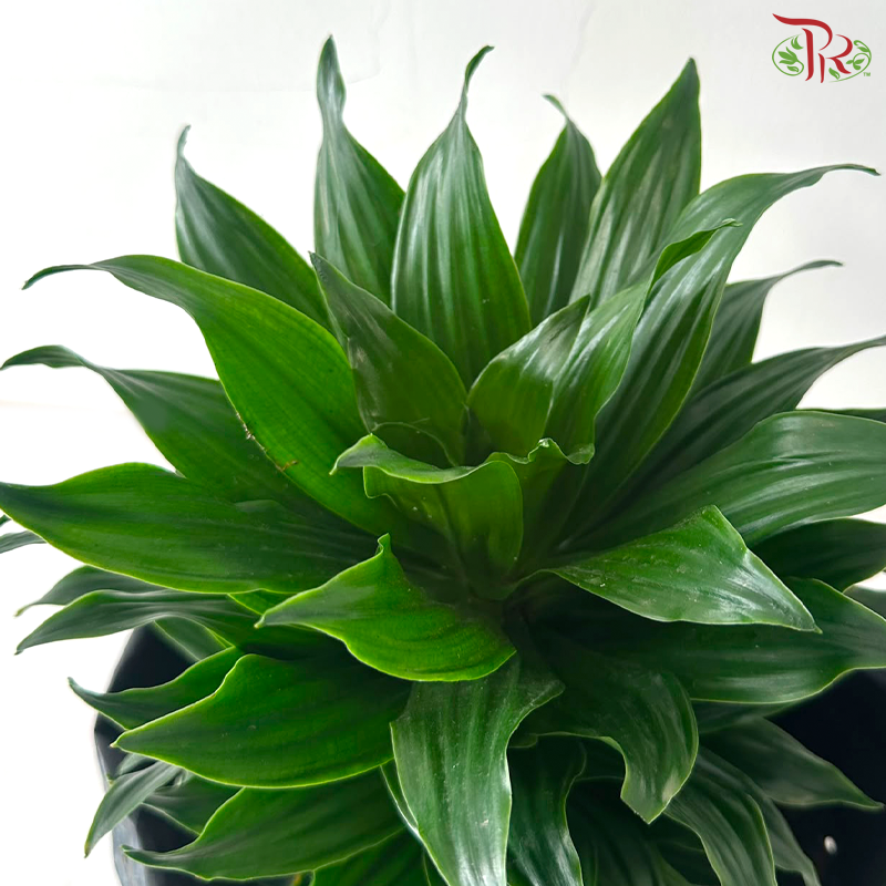 Dracaena Janet Craig (Polybag)《密叶龙血树》