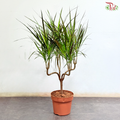 Dracaena Magenta 210 - 90cm《龙血树》