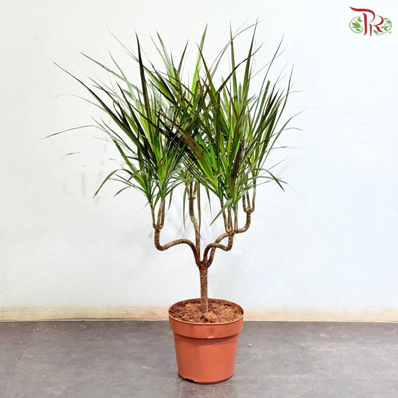 Dracaena Magenta 210 - 90cm《龙血树》