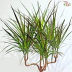Dracaena Magenta 210 - 90cm《龙血树》