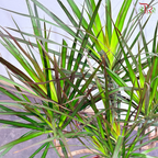 Dracaena Magenta 210 - 90cm《龙血树》