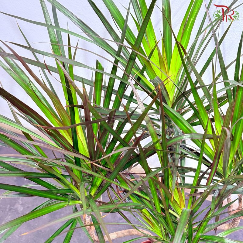 Dracaena Magenta 210 - 90cm《龙血树》