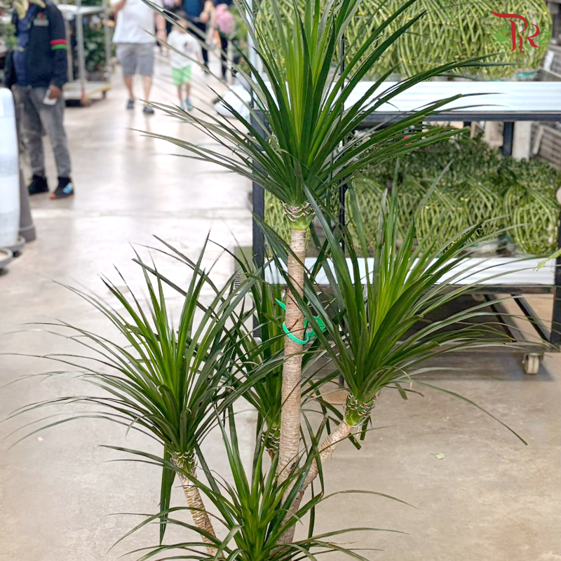 Draco P240《龙血树》