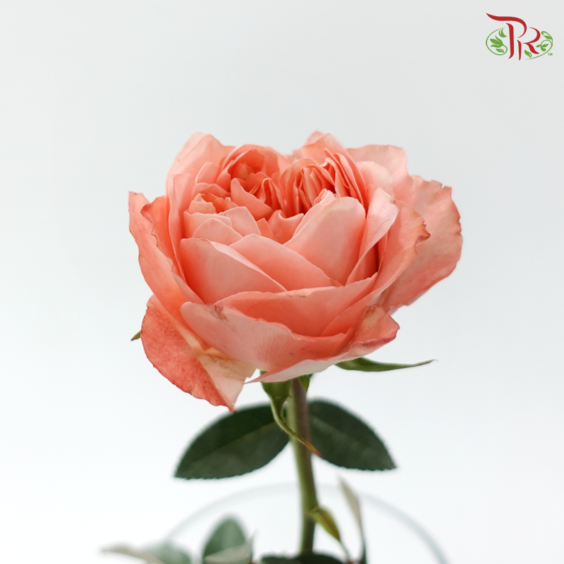 Rose - Dragon Fly (10 Stems)
