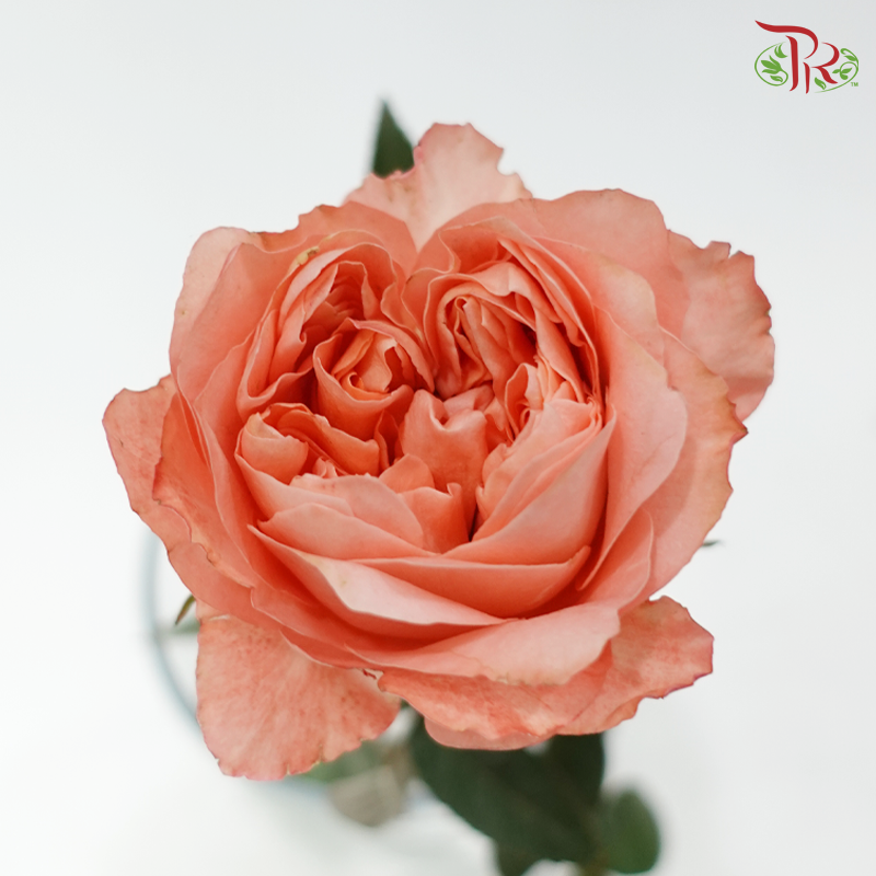 Rose - Dragon Fly (10 Stems)