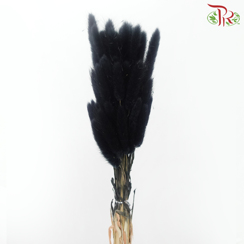 Dry Lagurus Bunny Tail - Black (Per Bunch)