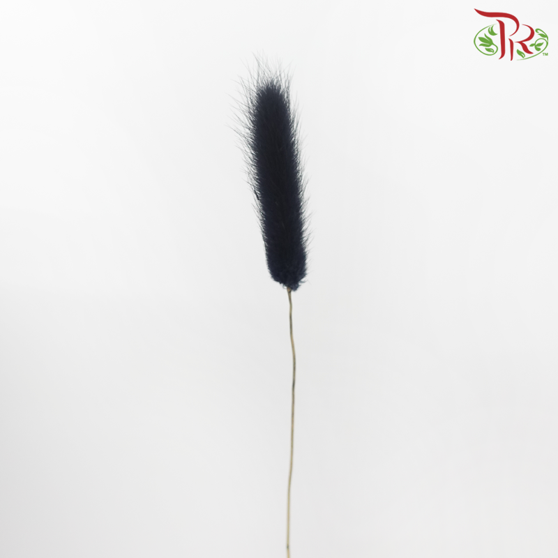Dry Lagurus Bunny Tail - Black (Per Bunch)