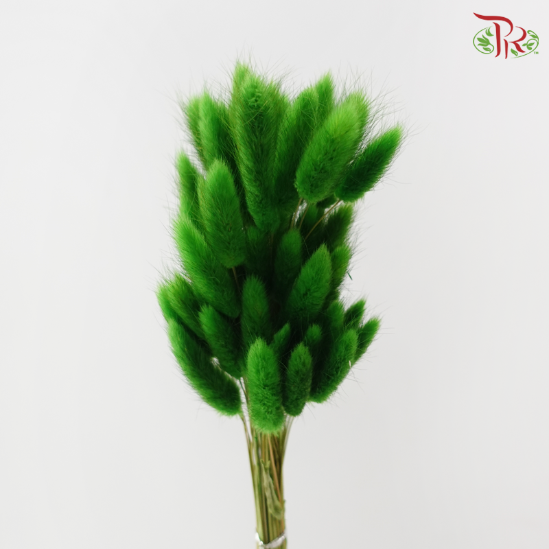 Dry Lagurus Bunny Tail - Grass Green (Per Bunch)