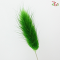 Dried Lagurus Bunny Tail - Grass Green (Per Bunch)