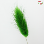 Dried Lagurus Bunny Tail - Grass Green (Per Bunch)