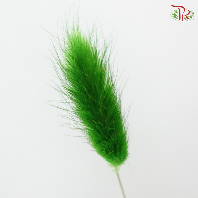 Dry Lagurus Bunny Tail - Grass Green (Per Bunch)