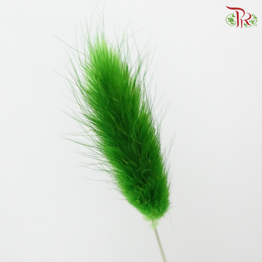 Dry Lagurus Bunny Tail - Grass Green (Per Bunch)
