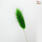 Dried Lagurus Bunny Tail - Grass Green (Per Bunch)