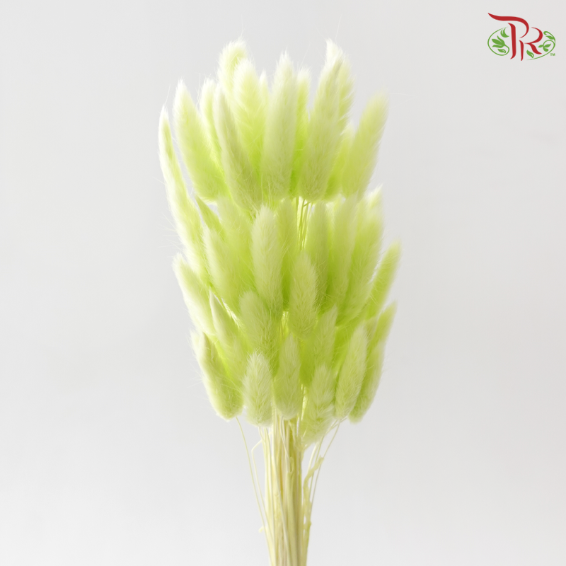 Dry Lagurus Bunny Tail - Apple Green (Per Bunch)