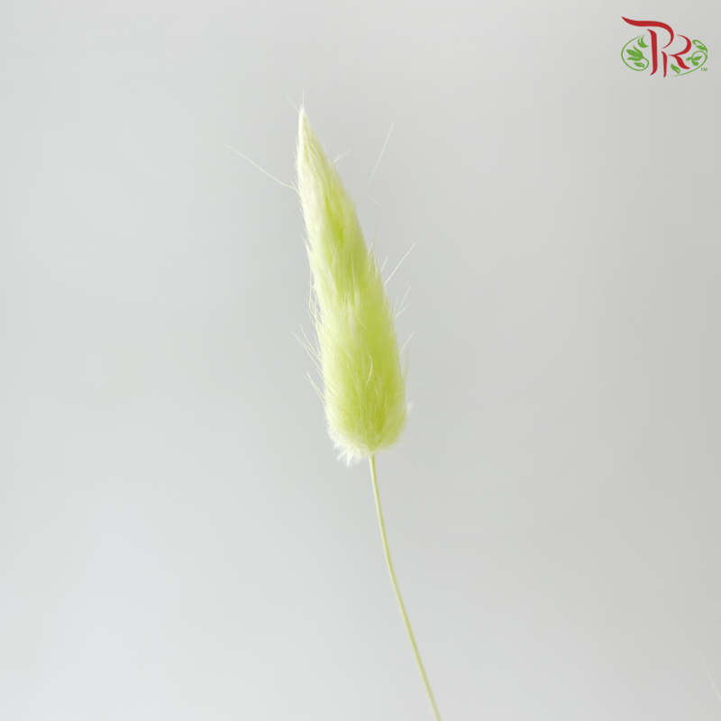 Dried Lagurus Bunny Tail - Apple Green (Per Bunch)