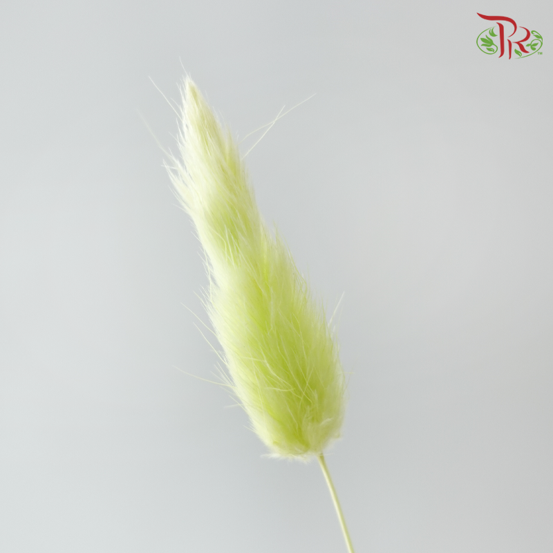 Dried Lagurus Bunny Tail - Apple Green (Per Bunch)