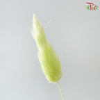 Dried Lagurus Bunny Tail - Apple Green (Per Bunch)