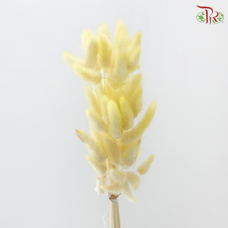 Dry Lagurus Bunny Tail - Lemon Yellow (Per Bunch)