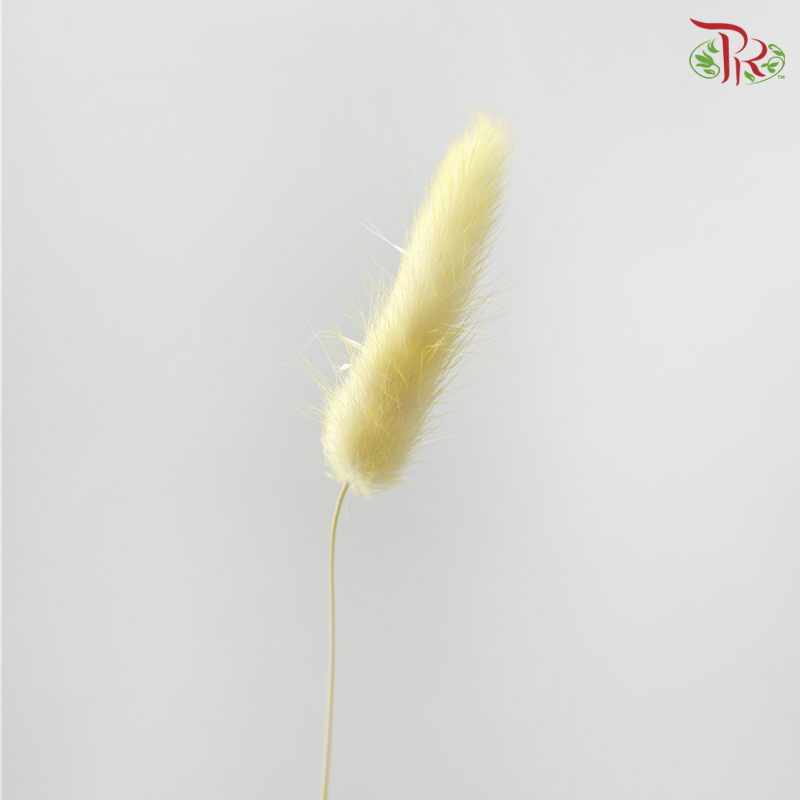 Dry Lagurus Bunny Tail - Lemon Yellow (Per Bunch)