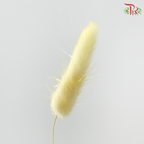 Dried Lagurus Bunny Tail - Lemon Yellow (Per Bunch)