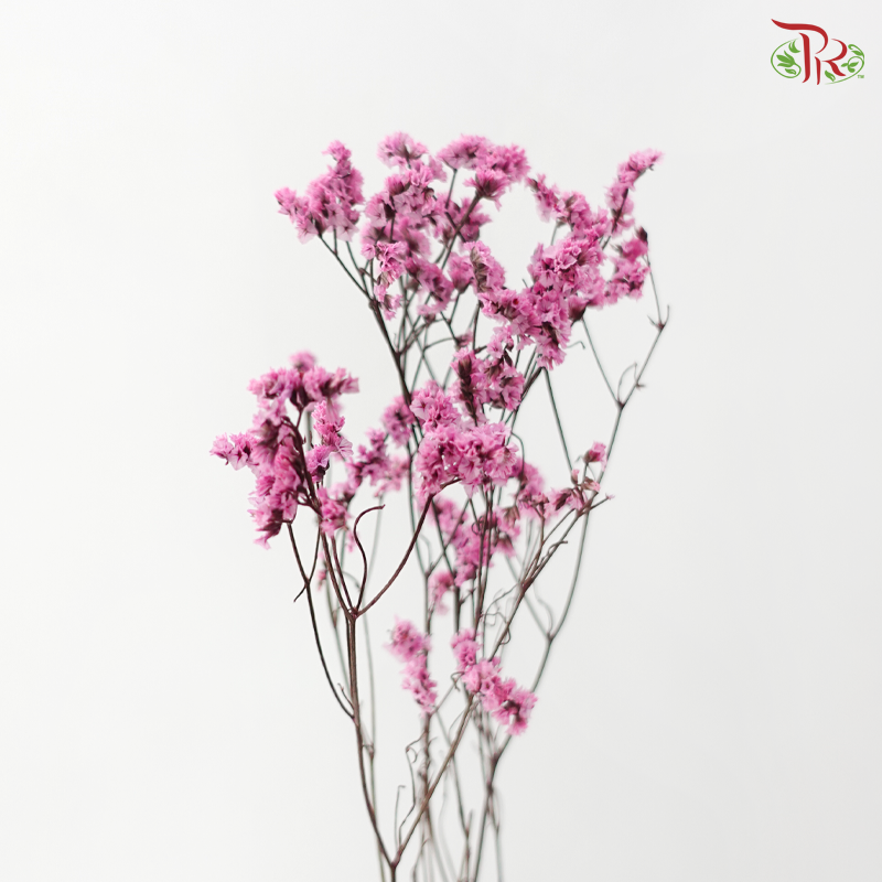 Preserved Caspia - Sweet Pink (Per Bunch)
