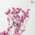 Preserved Caspia - Sweet Pink (Per Bunch)
