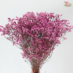 Preserved Caspia - Sweet Pink (Per Bunch)