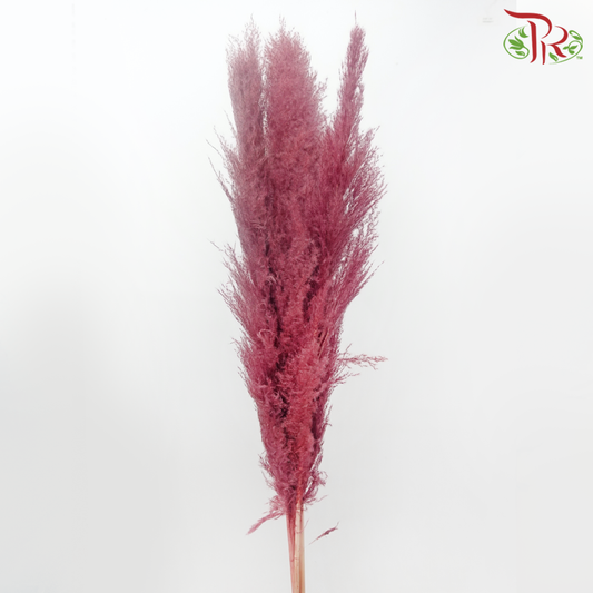 Dry Pampas 135cm - Dusty Dark Pink (5 Stems)