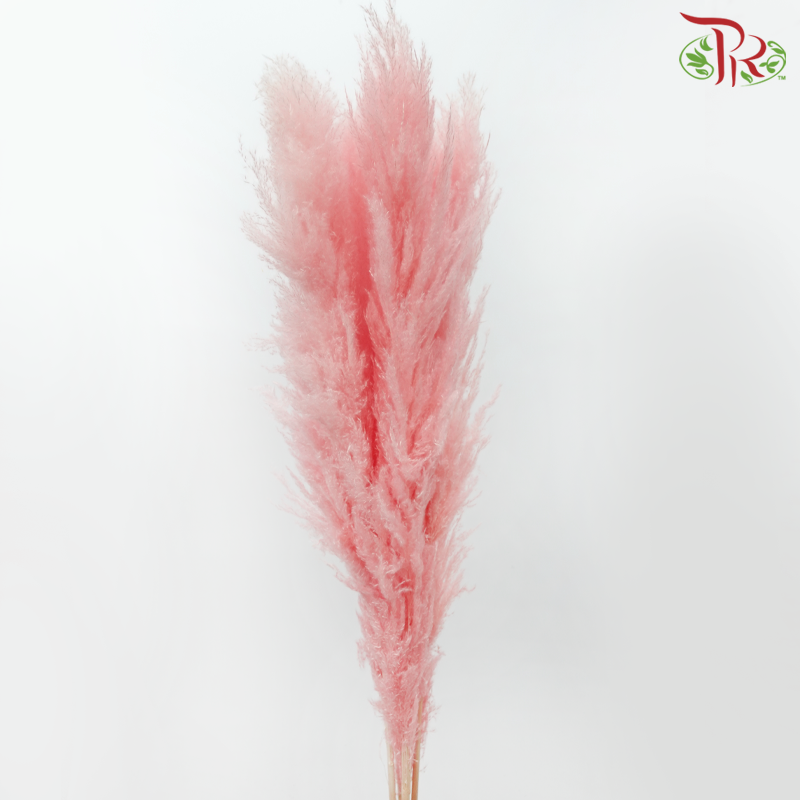 Dry Pampas 135cm - Light Pink (5 Stems)