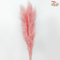 Dried Pampas 135cm - Light Pink (5 Stems)