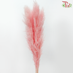 Dried Pampas 135cm - Light Pink (5 Stems)
