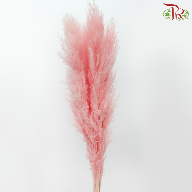 Dried Pampas 135cm - Light Pink (5 Stems)