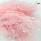 Dried Pampas 135cm - Light Pink (5 Stems)