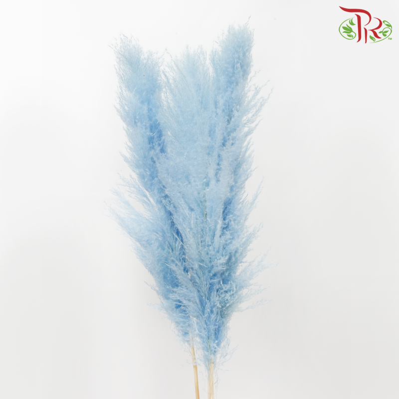 干潘帕斯135cm-天蓝色（5茎）