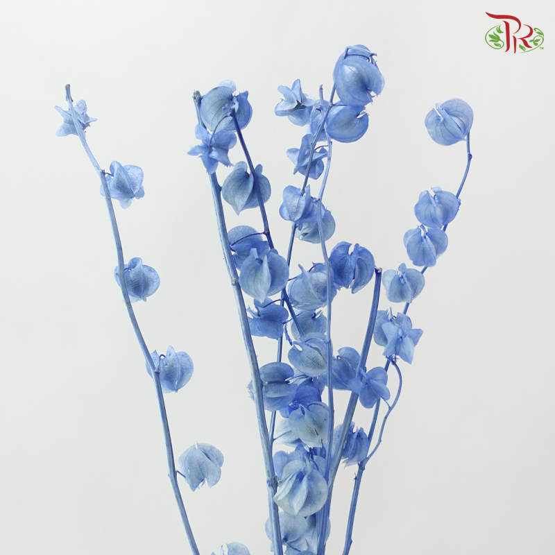 Dried Physalis - Azure Blue (Per Bunch)
