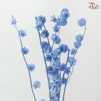 Dried Physalis - Azure Blue (Per Bunch)