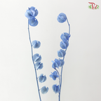Dried Physalis - Azure Blue (Per Bunch)