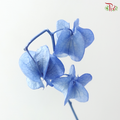 Dried Physalis - Azure Blue (Per Bunch)
