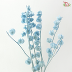 Dried Physalis - Sky Blue (Per Bunch)